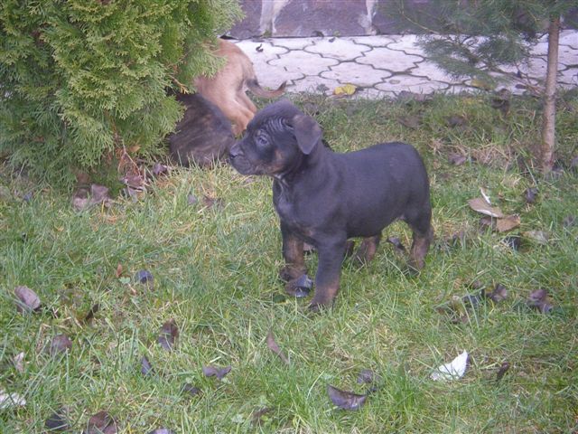 Kópia - PC093067.JPG